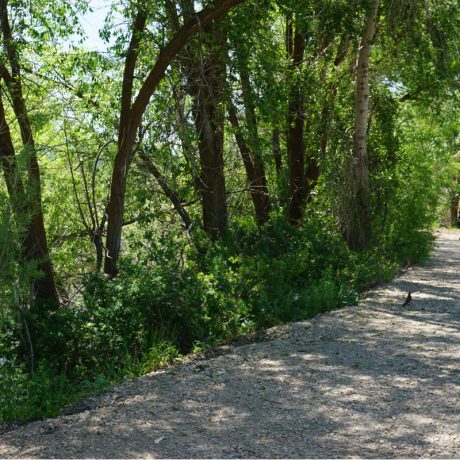 A spacious, pet-friendly dog park where guests can let their furry friends play and exercise at Riverside RV Luxury Resort in South Weber, Utah.